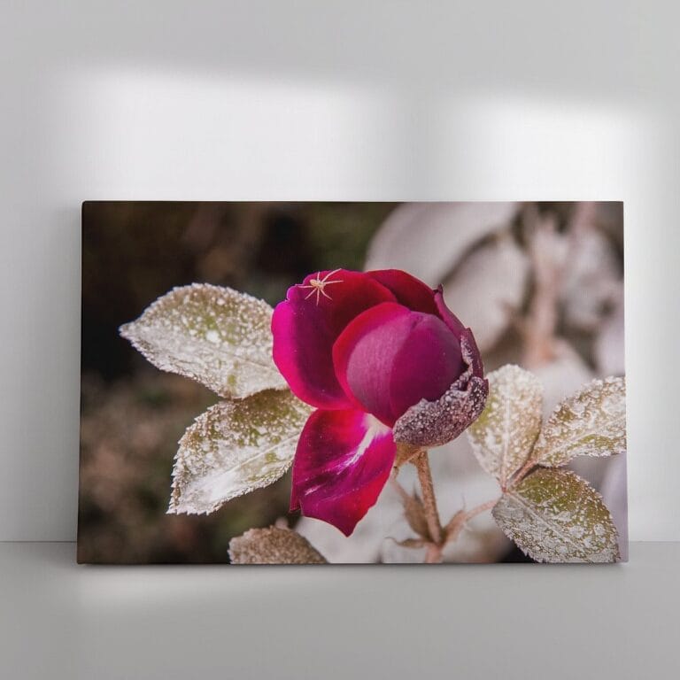 Productfoto "Rode roos met rijp en spinnetje"