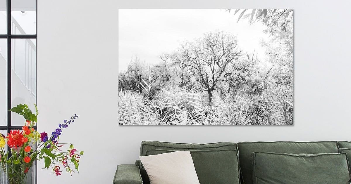 Barendrecht: eenzame boom Carnisse Grienden